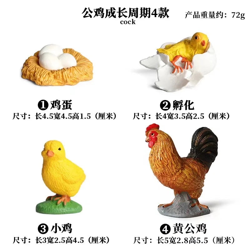 Animal Life Cycle Board Children Toys Montessori Teaching Aids Plant Animal Growth Cycle Model Set preschool cognitive Toys