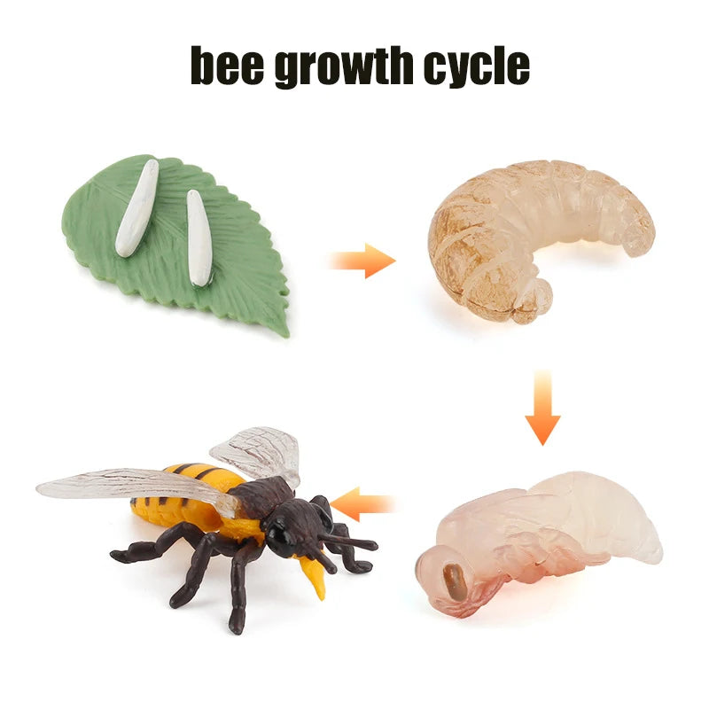 Animal Life Cycle Board Children Toys Montessori Teaching Aids Plant Animal Growth Cycle Model Set preschool cognitive Toys