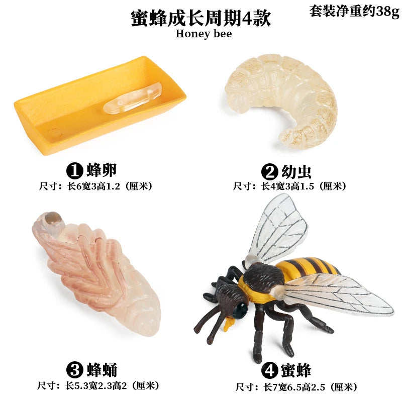 Animal Life Cycle Board Children Toys Montessori Teaching Aids Plant Animal Growth Cycle Model Set preschool cognitive Toys