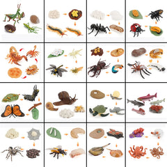 Animal Life Cycle Board Children Toys Montessori Teaching Aids Plant Animal Growth Cycle Model Set preschool cognitive Toys
